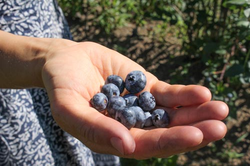 Dix groupes alimentaires végétaux