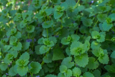 Pesto du jardin