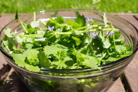 Pesto du jardin